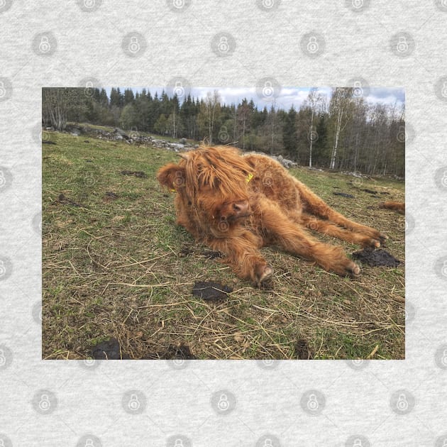 Scottish Highland Cattle Calf 1990 by SaarelaHighland